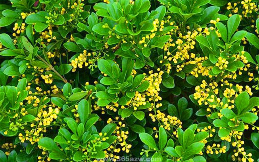 怎么让米兰花爆盆快,怎样让米兰开花不断