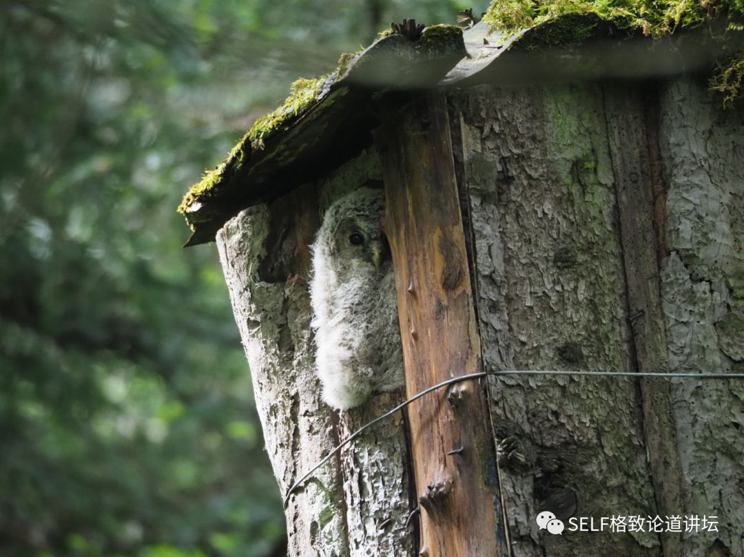 科学家如何观察植物,鸟类的研究方法