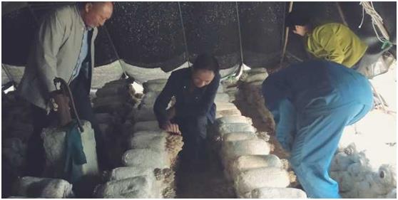 蘑菇撑开致富伞图片,食用菌撑开群众致富伞