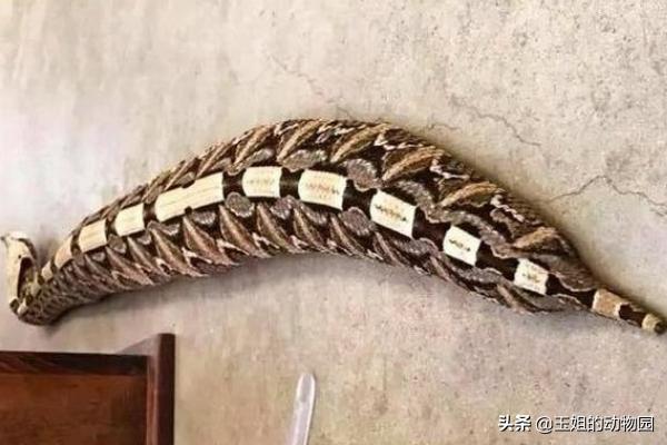 秒杀非洲狮，黑曼巴蛇的实力有多恐怖？能否称作毒蛇中的天花板？
