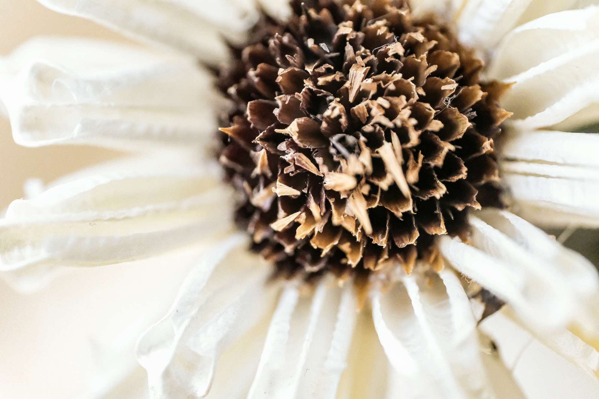 蔡司touit镜头怎么样,蔡司501.4手动镜头评测