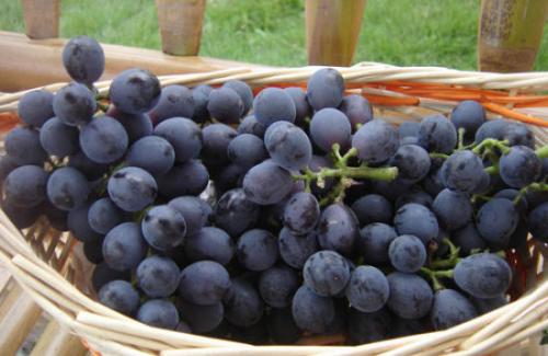 葡萄采收的最佳时间,葡萄成熟方法