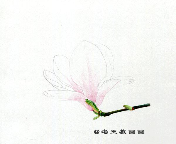 玉兰花该怎么画,画玉兰花的最佳方法
