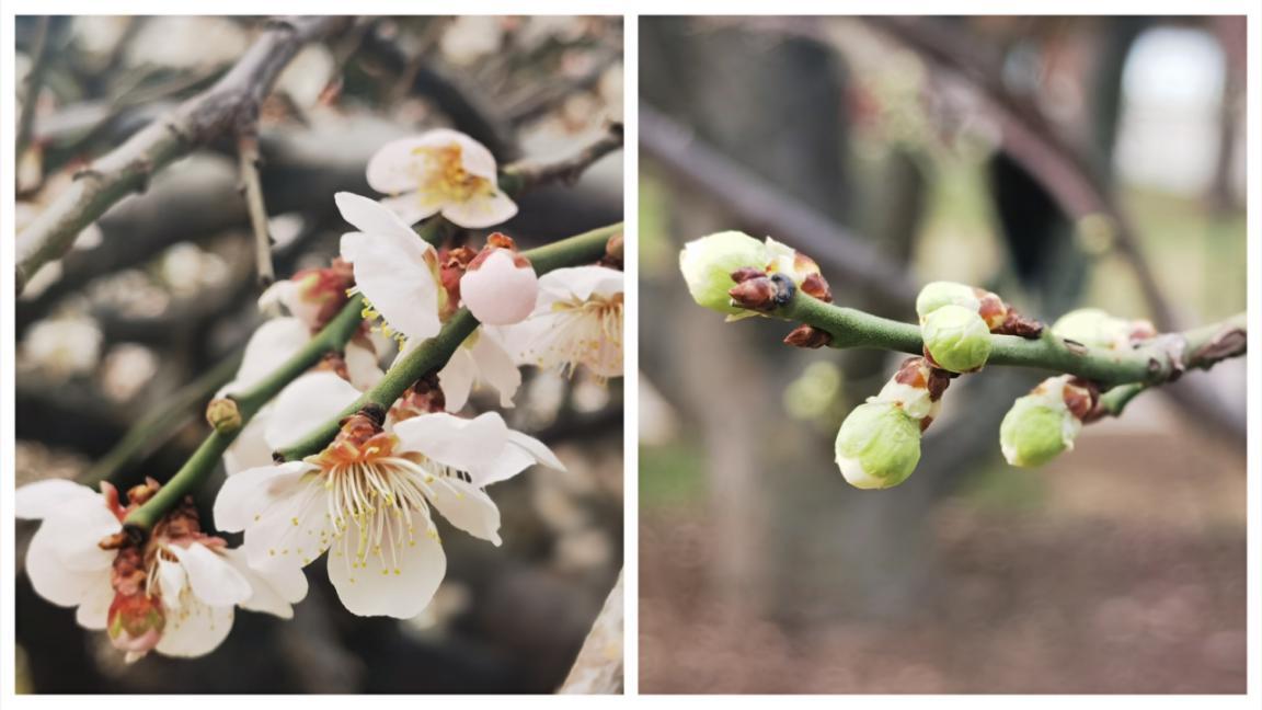 北京的园子有哪些,记忆中的老北京公园