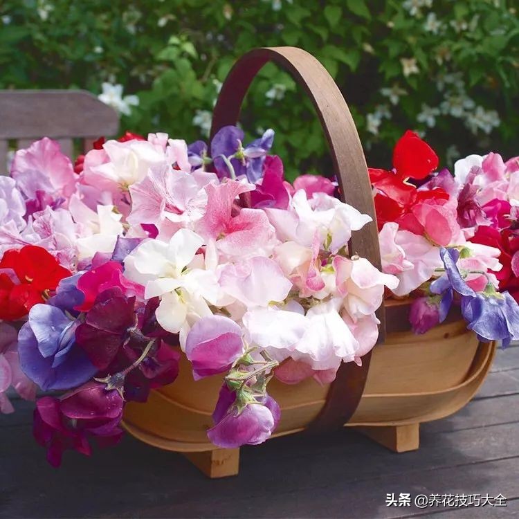 什么品种的香水花最好养,10种最香的香水花