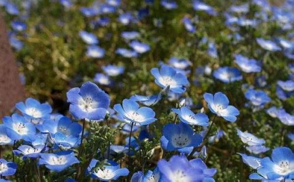 适合养老桩的菊花,适合室内养的小菊花