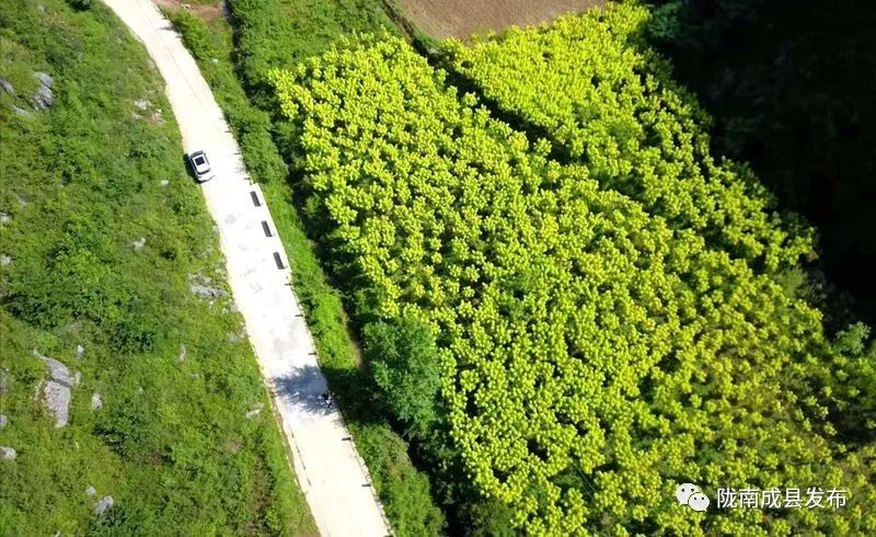 我叫成县，这是我2019年的自拍照~