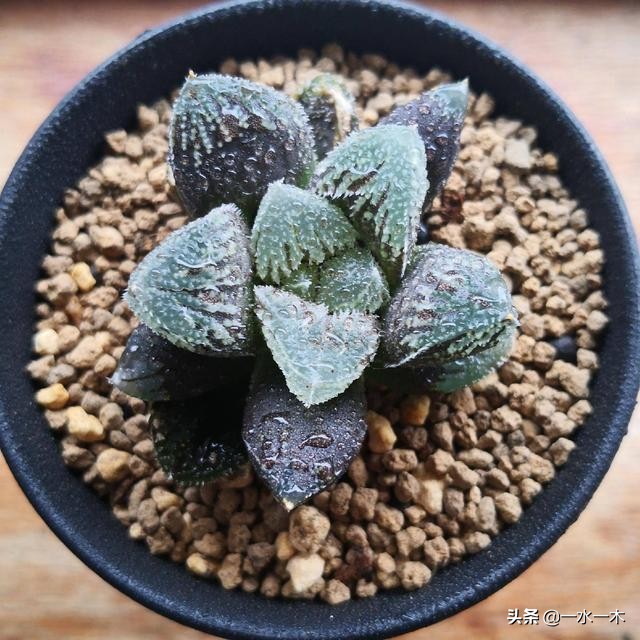 多肉十二卷的观赏价值,多肉十二卷的养护方法