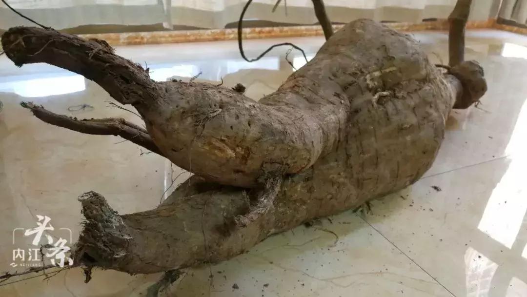 男子意外挖出80多斤超大葛根,男子挖出80斤超大葛根酷似鳄鱼