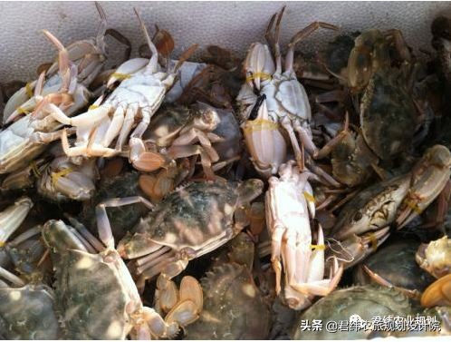 怎样养殖螃蟹才能赚钱,如何养殖螃蟹繁殖下一代