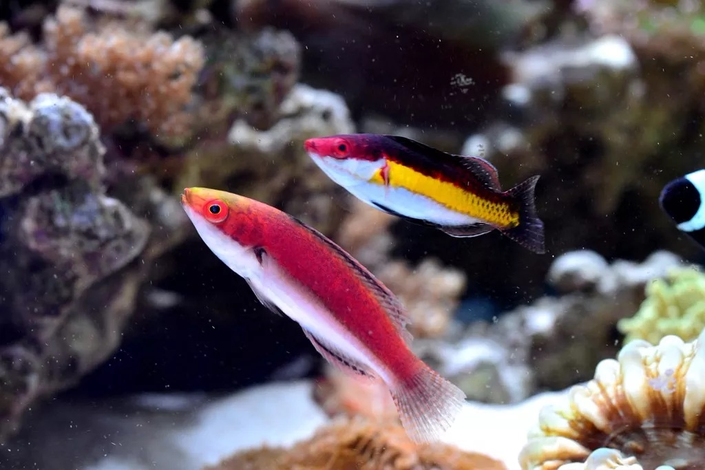 海缸刚开缸怎么饲养,海缸np双零珊瑚会白化吗