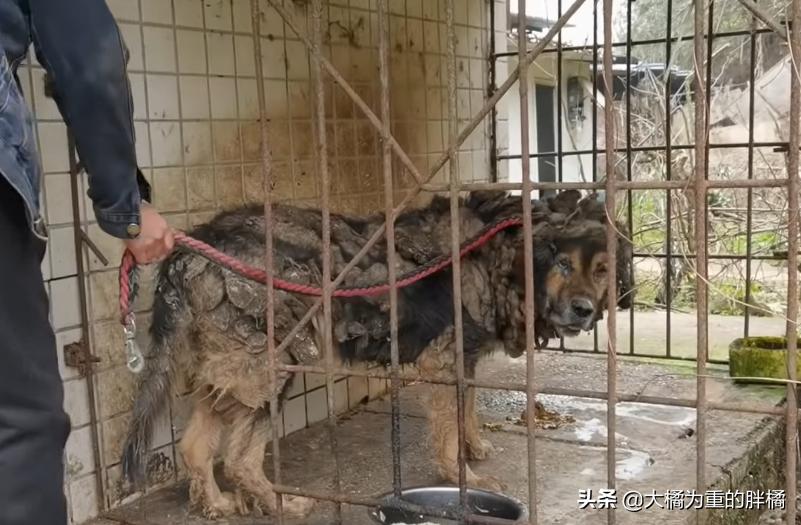藏獒被关笼中十二年，铁笼已被焊死，主人就住隔壁，却不管它死活