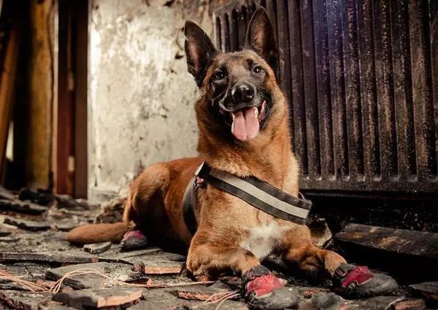 怎样训练狗狗不在家乱拉乱尿,狗狗一岁了还到处乱尿怎么办