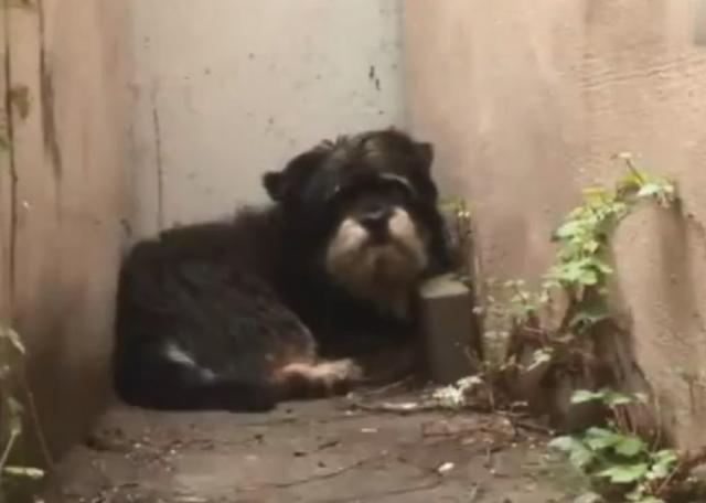 狗狗能够理解死亡吗,狗狗死亡意味着什么