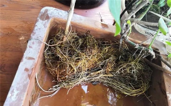 缁胯悵闀垮緱鏋濈箒鍙惰寕,浜哄鍏荤殑缁胯悵鏋濈箒鍙惰寕