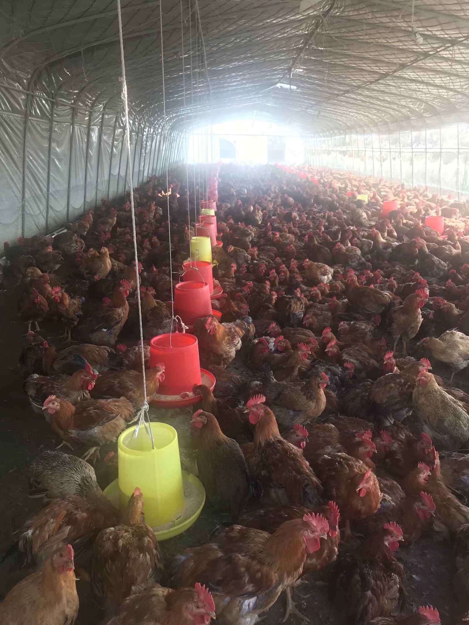 养鸡新模式土鸡,养鸡土鸡销路怎么样