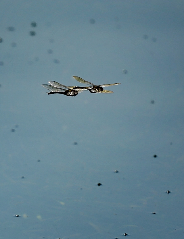 为什么蜻蜓不会杂交,蜻蜓为什么是两性生殖