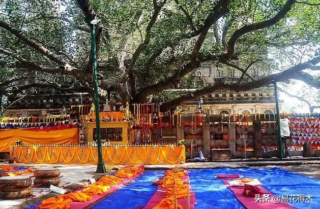 佛教的五树六花指的是什么,佛教五树六花是哪些植物