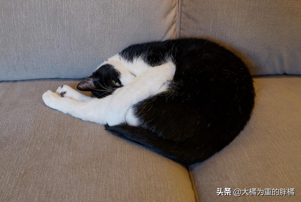 生气的小猫咪怎么哄,生气的猫怎么哄