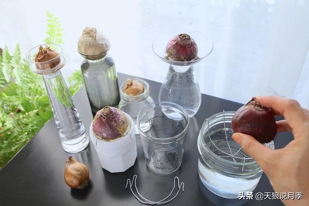 狼家球根怎么样,狼家球根上市了吗