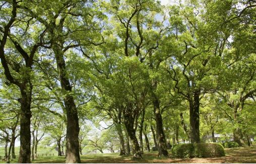 春季香樟大苗怎么移栽成活率才高,香樟怎么栽成活率高
