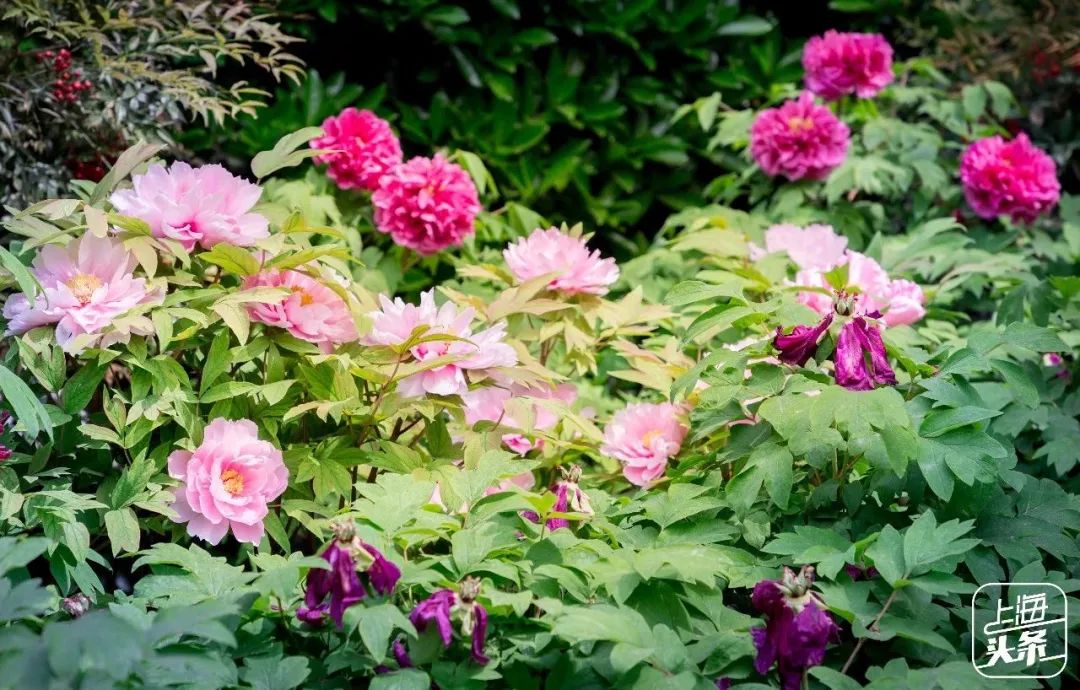 上海一日游古镇最佳路线免费景点,上海晚上十大必去免费景点