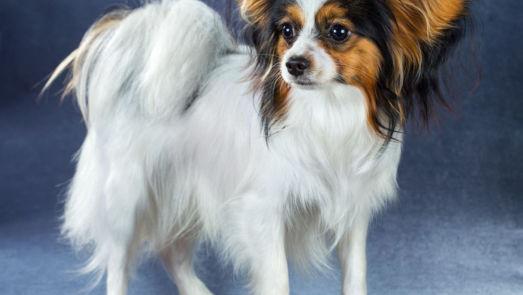 蝴蝶犬可以和猫一起养吗,蝴蝶犬适合小孩养吗