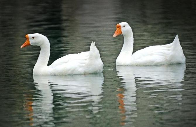 骆宾王是如何写下咏鹅这首诗的,咏鹅这首诗写了骆宾王什么事情