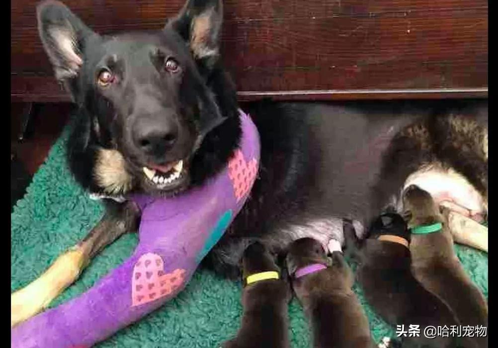 怀孕的德牧,怀孕德牧59天视频