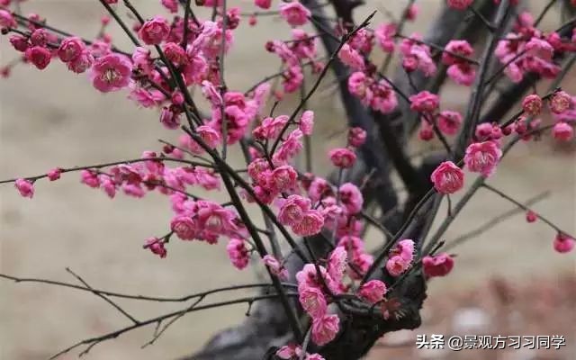 农村庭院花园效果图大全现代简约,花园设计效果图庭院180平方米