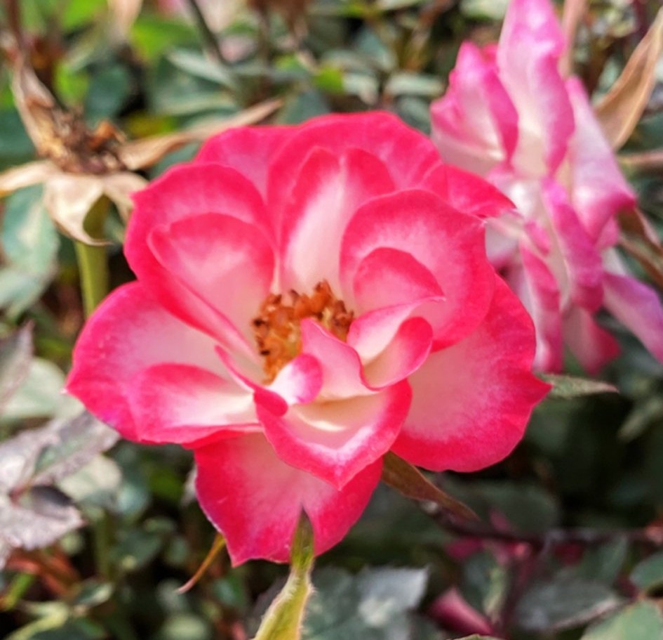 100种月季经典品种,100种经典月季品种