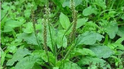 整合——28种青草药,赶快收藏备用!