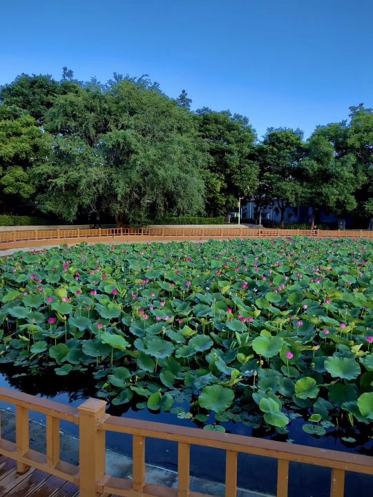 唯品会购物安全吗,唯品会购物买的是正品吗