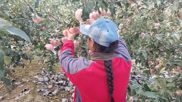 一乡一品助力乡村振兴,一乡一品振兴路