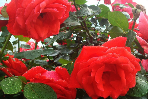 中国十大传统名花的植物文化,简述我国十大传统名花及其花文化