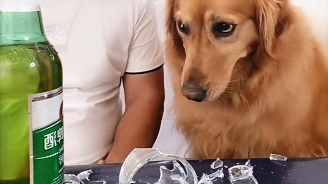 金毛不能吃食物清单,幼犬金毛能吃带咸的食物吗