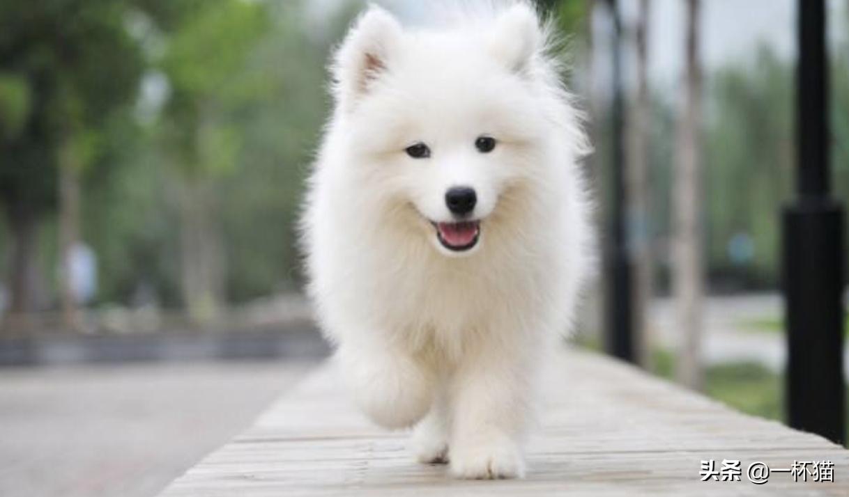 小狗被救已经奄奄一息,垃圾桶死掉的小狗