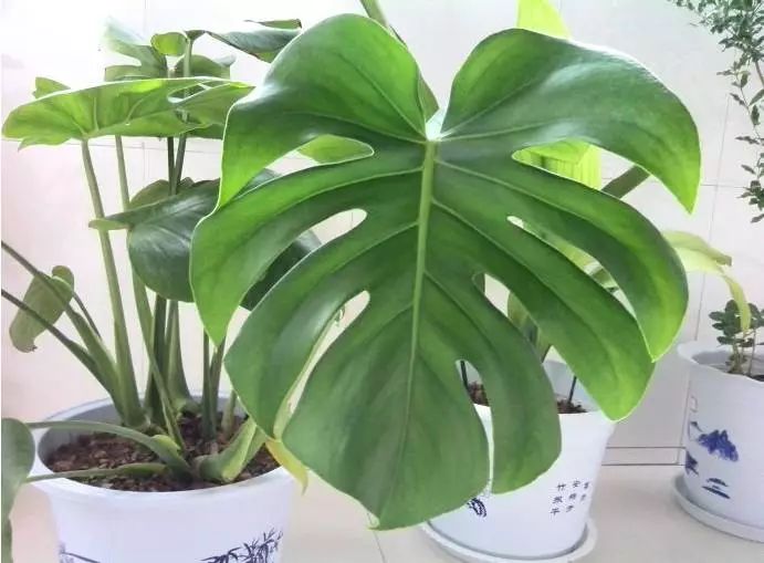 花突然蔫了?你家装修污染可能出问题了!