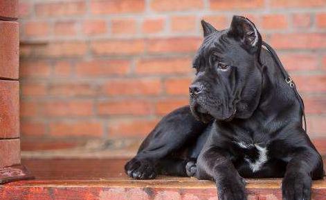 卡斯罗护卫犬有什么用,卡斯罗是三大护卫犬吗