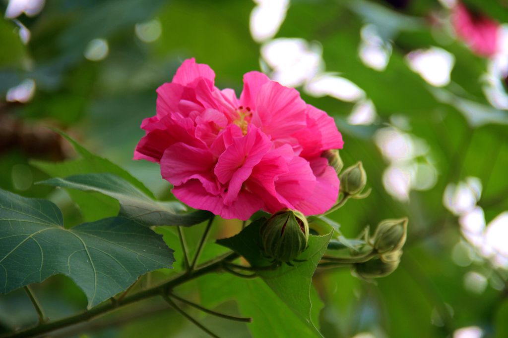 人养花花养人下句,什么花好养活又好看还可以吃的