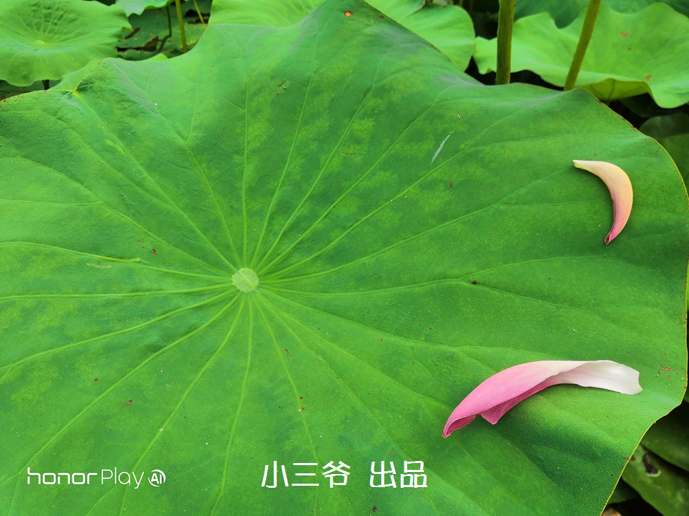 升级gputurbo4.0游戏测评,荣耀playgputurbo是什么