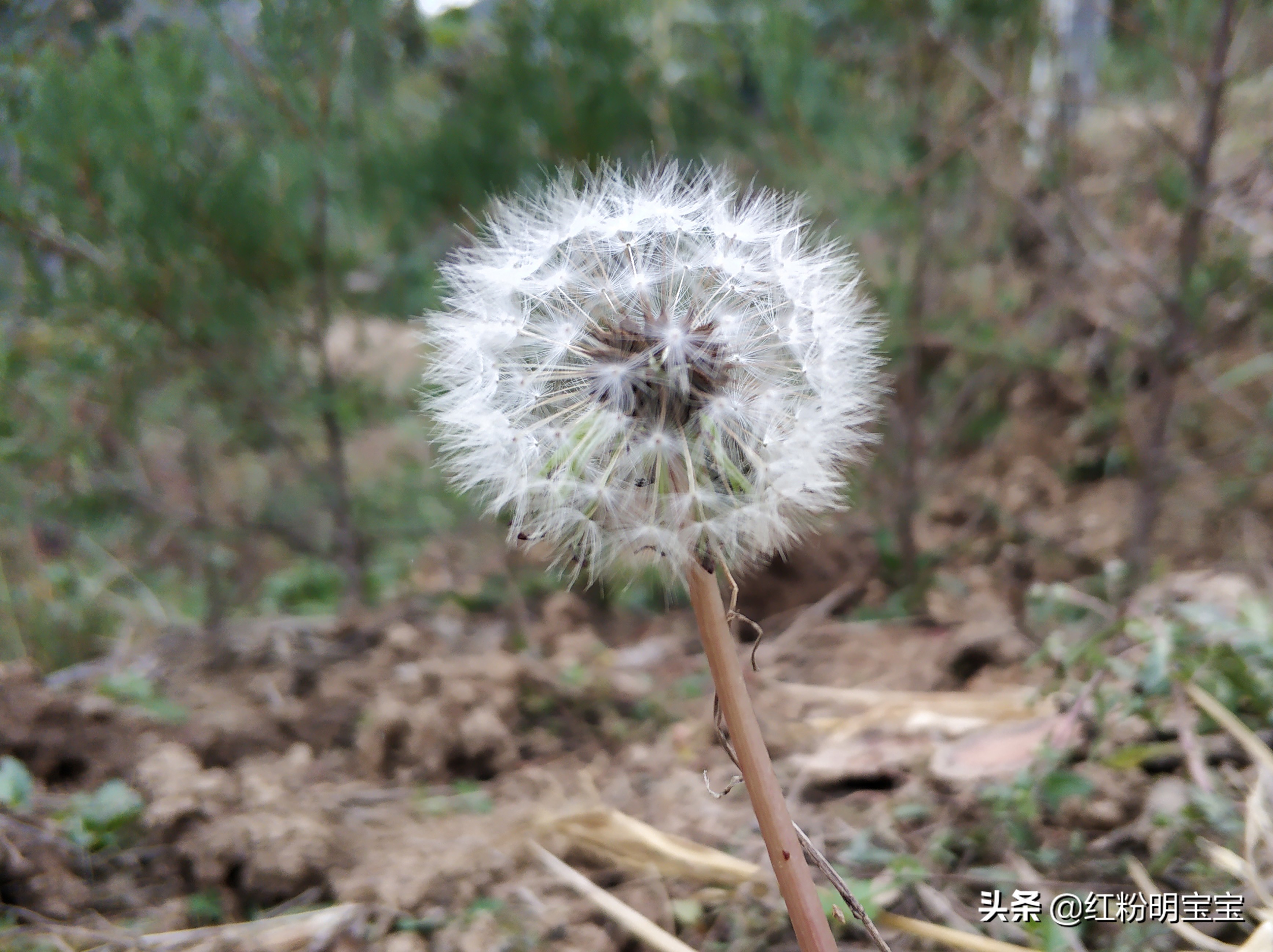 秦岭蒲公英花海,秦岭山下的蒲公英