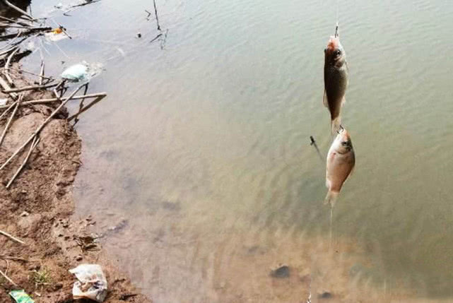 懒钓串钩钓草鱼绝招,串钩是什么钓法