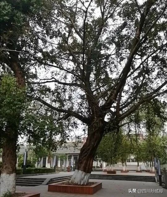 蓬安中学校园风景图片,蓬安中学最美航拍