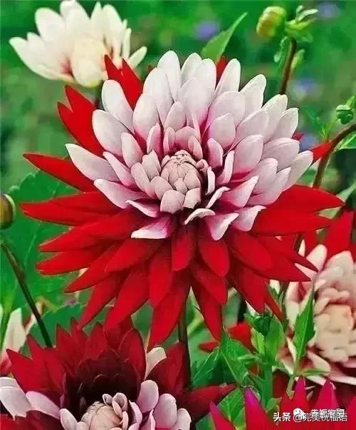 正月初九寓意的吉祥话,正月初九美好的祝福送给有缘的人