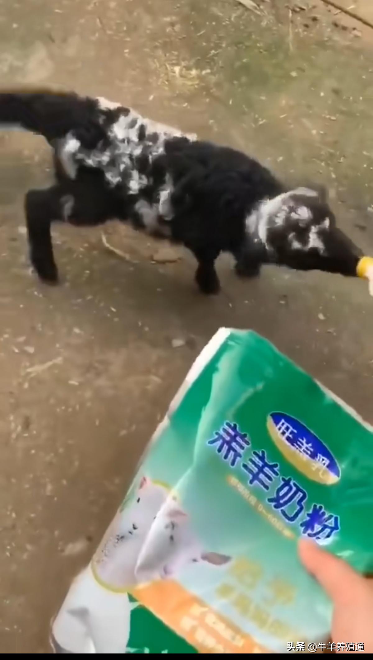 母羊缺奶,母羊缺营养怎么补救