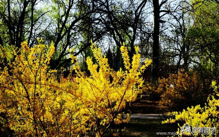 山西农大美丽的校园,山西农大校园风光