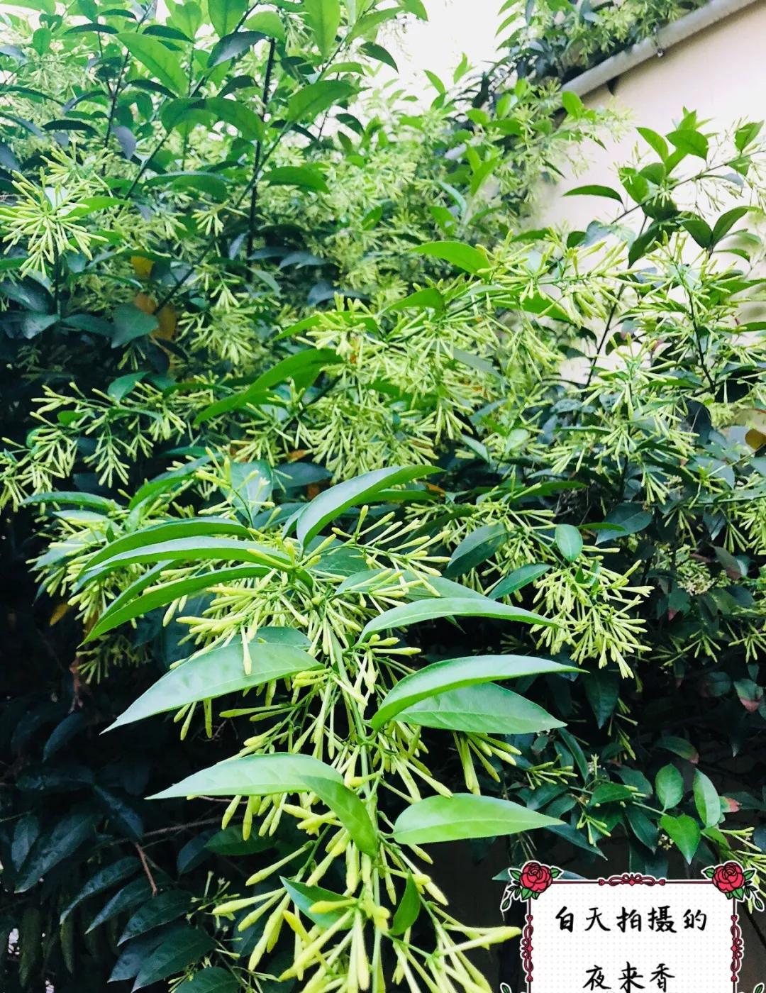 养哪一种吃虫子的花最合适,这4种花真省心养在家里不招虫