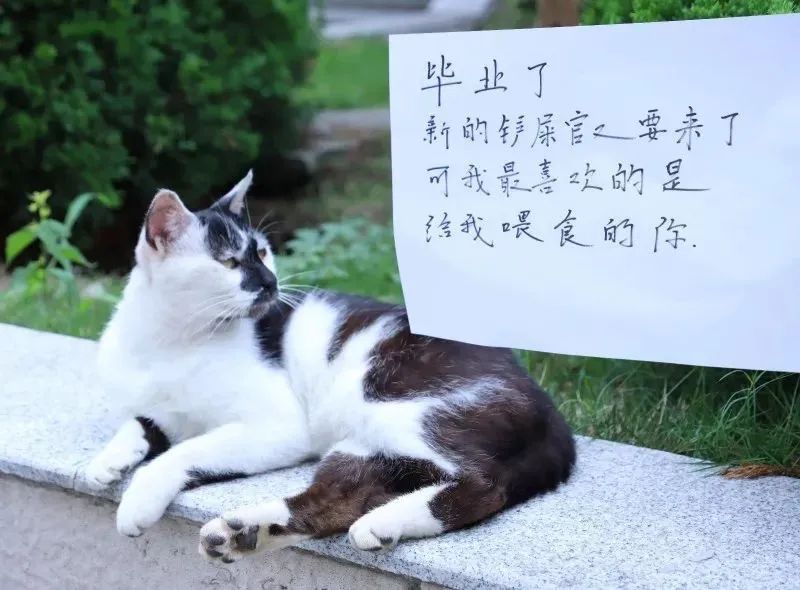 晚会喵、监考喵、楼长喵，被大学生宠爱也太幸福了吧