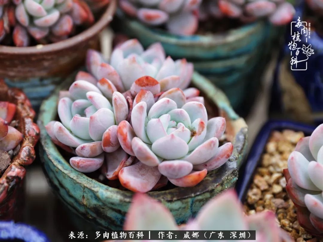 笼子里的多肉,露养的多肉和室内的多肉区别